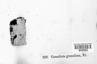 Dichostereum granulosum image